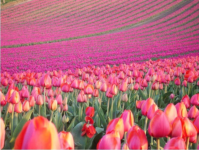 Tulip2
