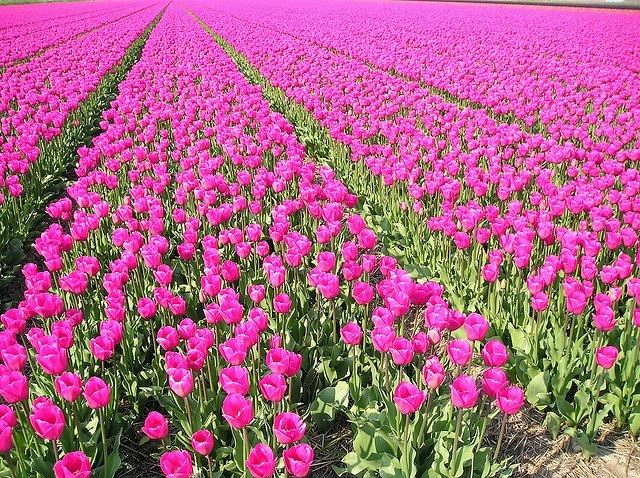 Tulip5