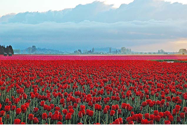 Red Tulip