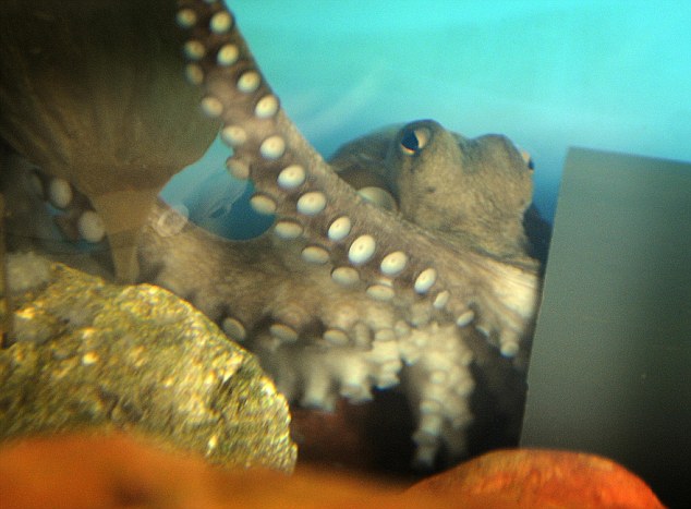 Male Octopus