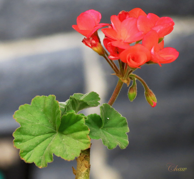 Image Hosted by PicturePush - Photo Sharing