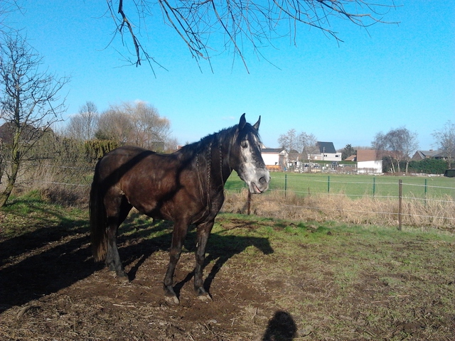 Afbeelding