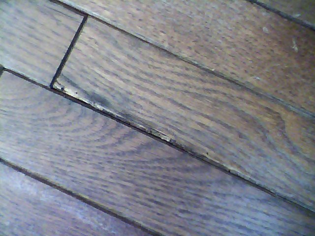 Infested Hardwood Flooring How To Prevent Re Infestation Pest