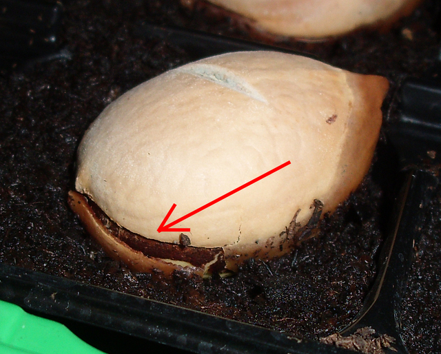 Cycas Revoluta