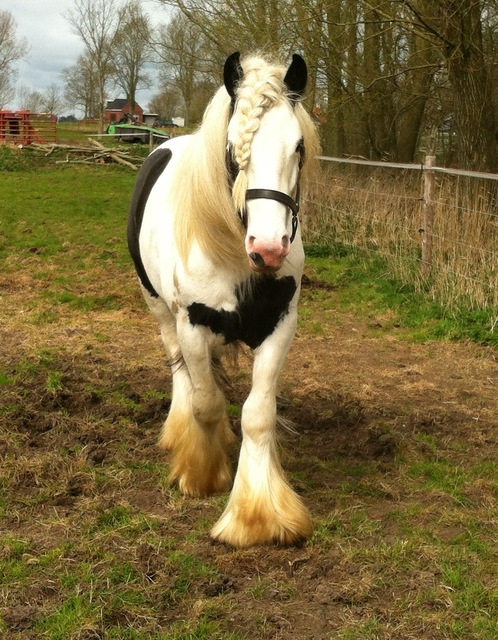 Afbeelding