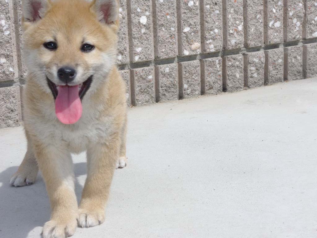 『柴犬』桌布２