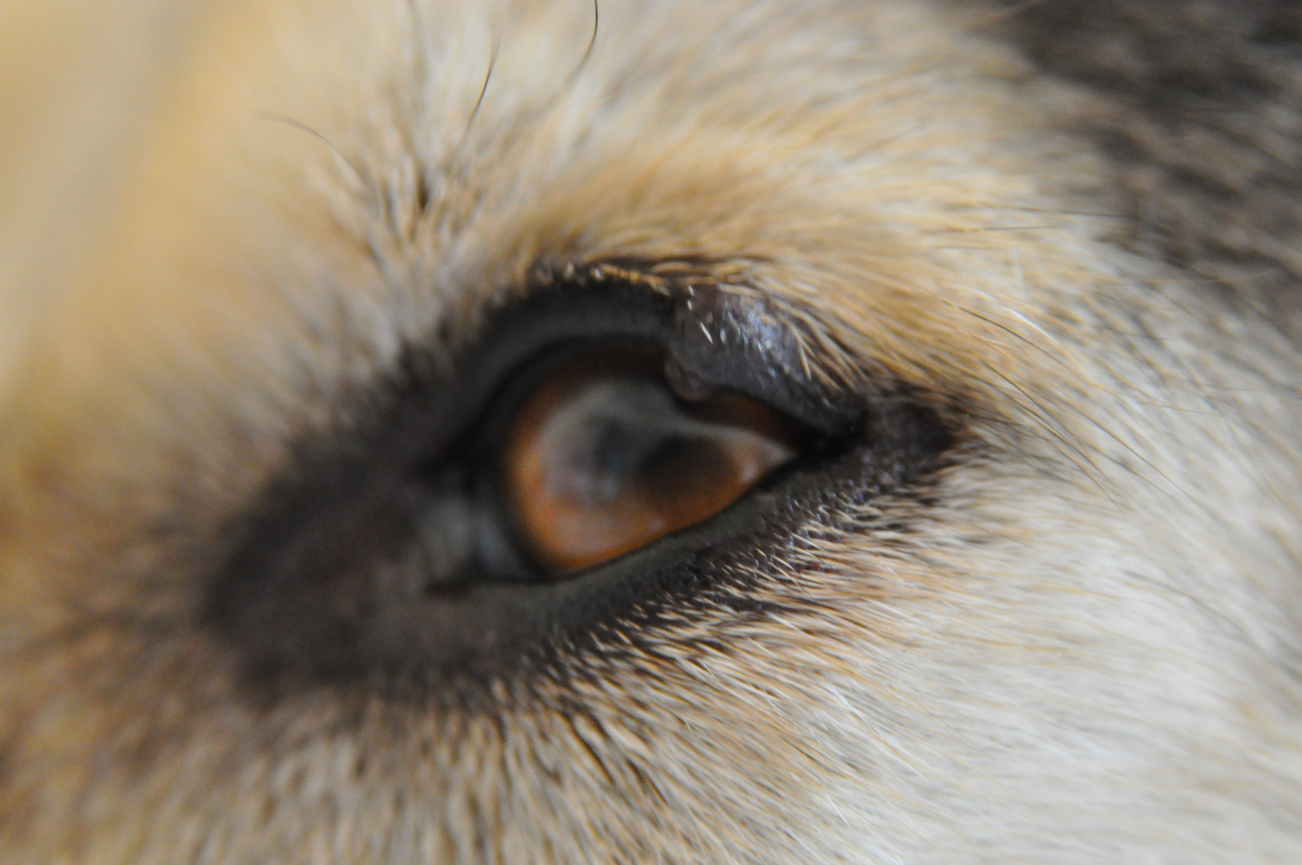 Possible Eyelid Tumor!? Off Topic Husky Owners The Siberian Husky